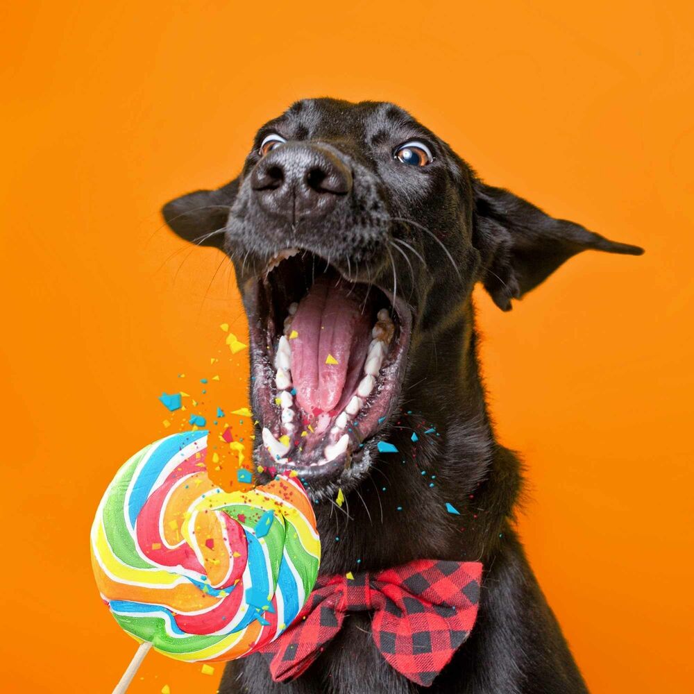 Picture of Background Music for The Relaxing Puppy