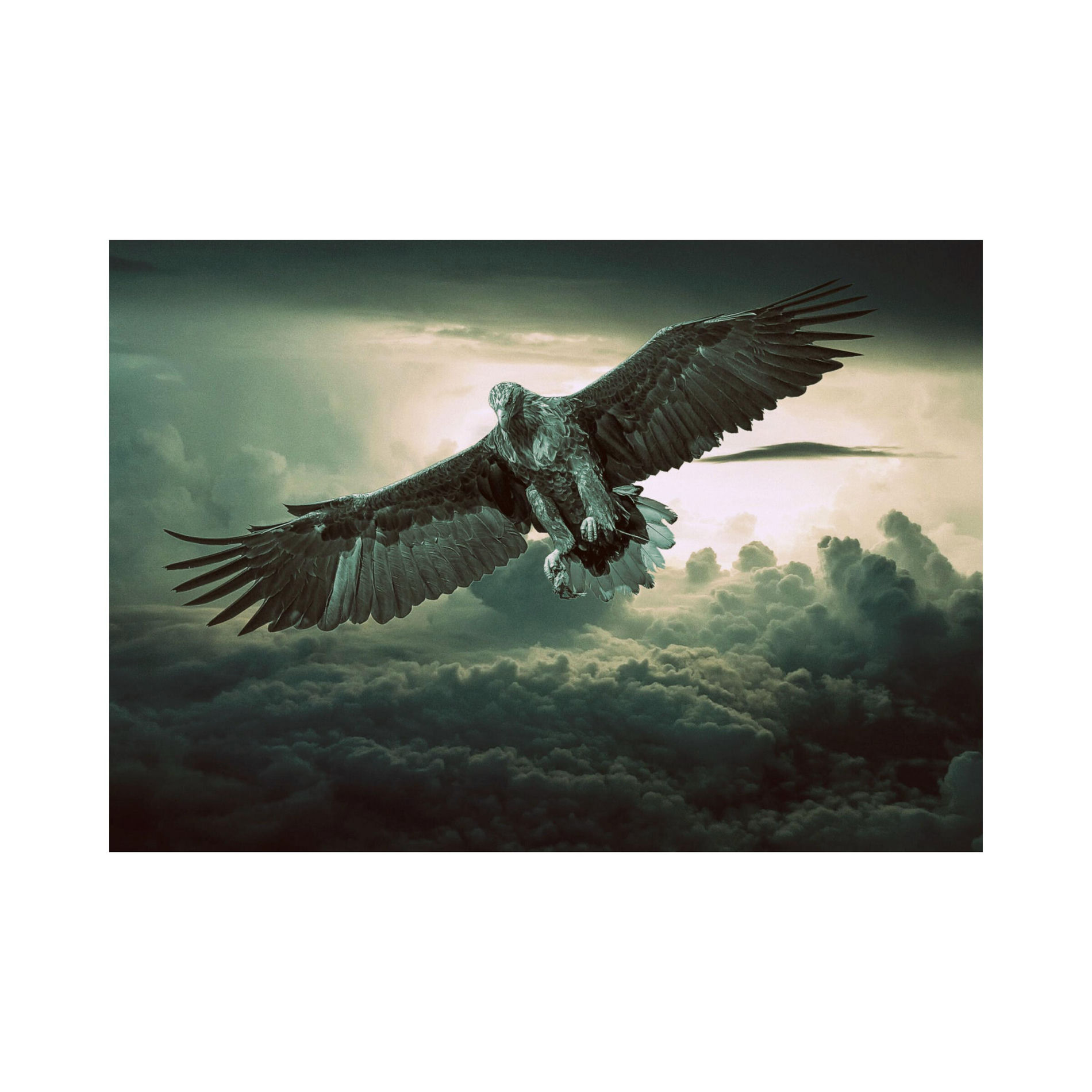 Album cover of Aquila