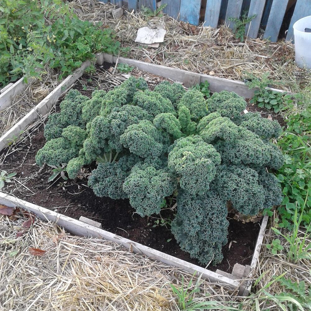 Picture of Organics