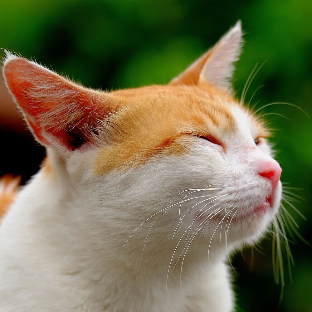 Picture of Peaceful Purrings: Ambient Music for Relaxed Cats