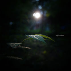 Cover of Resting Into Life by undefined