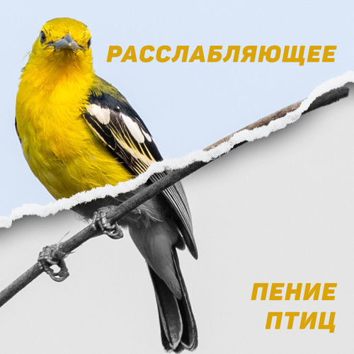 Расслабляющее Пение Птиц: Весенняя Целебная Музыка, Теплые Вибрации
