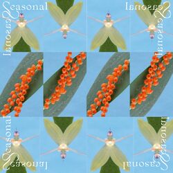Cover of Seasonal