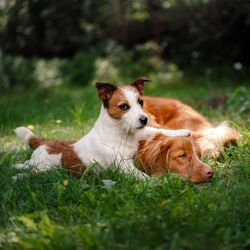 Cover of Theta Harmony of Paws: A Binaural Symphony for Harmonious Pet Life