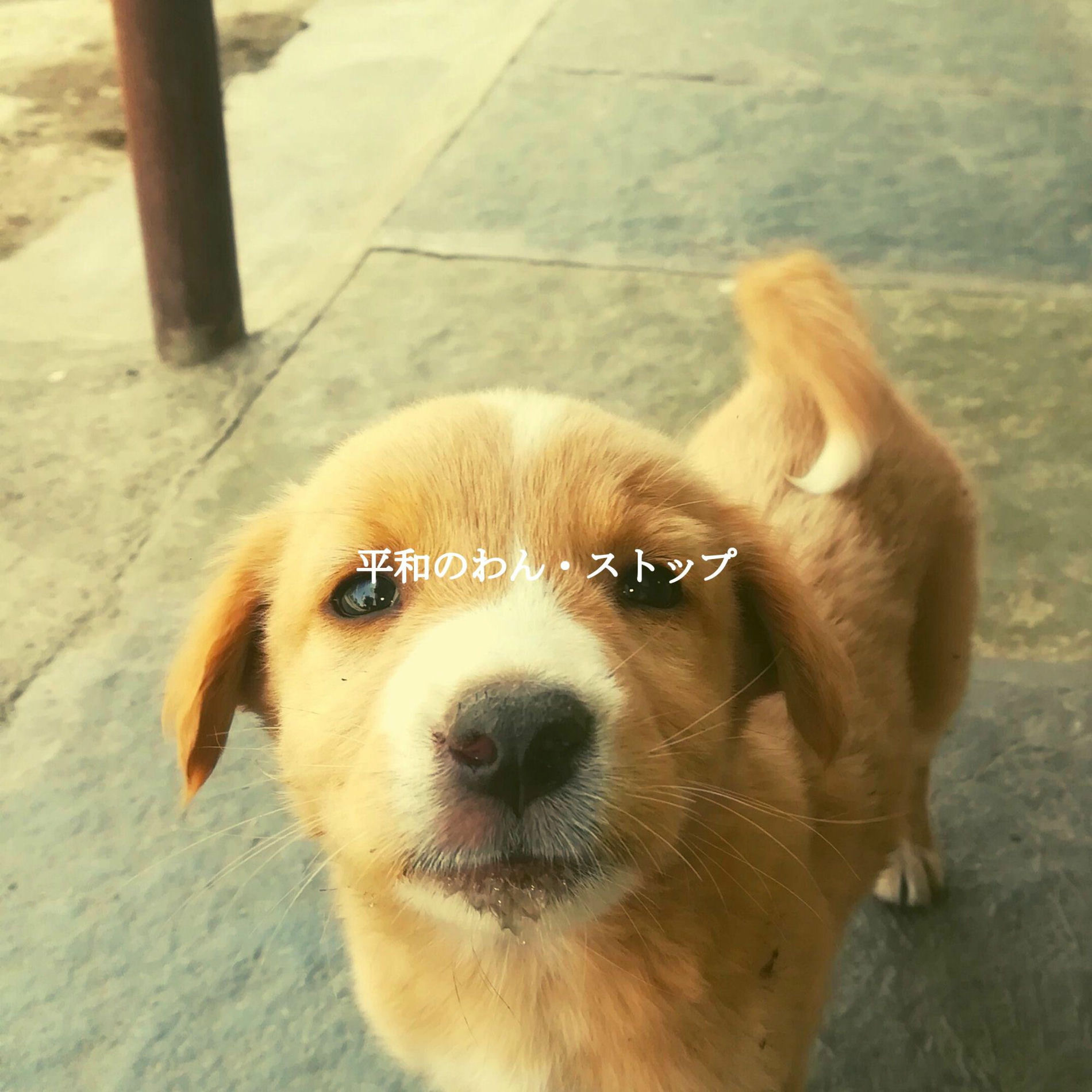 Album cover of 平和のわん・ストップ