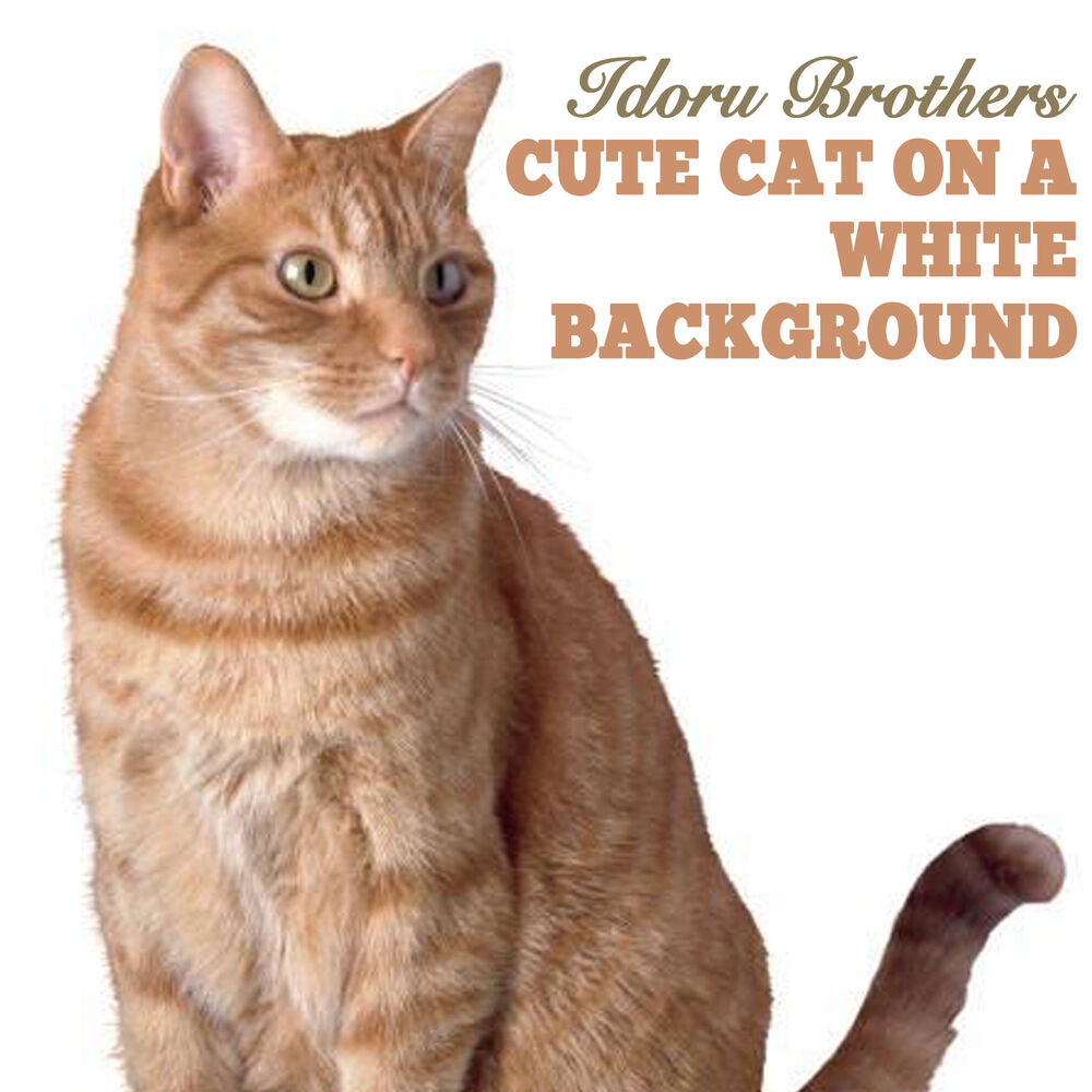 Picture of Cute Cat on a White Paper