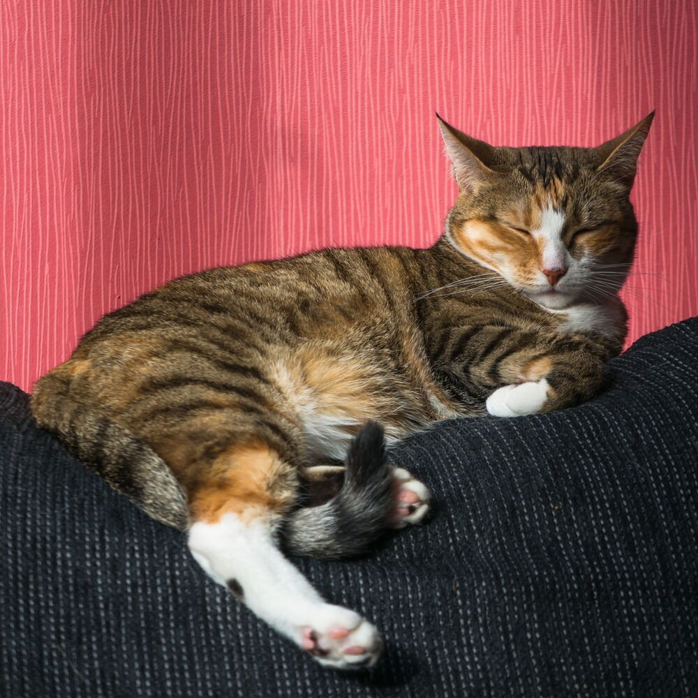 Picture of Enchanted Catnap Escapes: Fire's Chill Music for Relaxed Cats