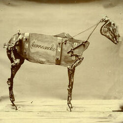 Cover of The Horse Comanche