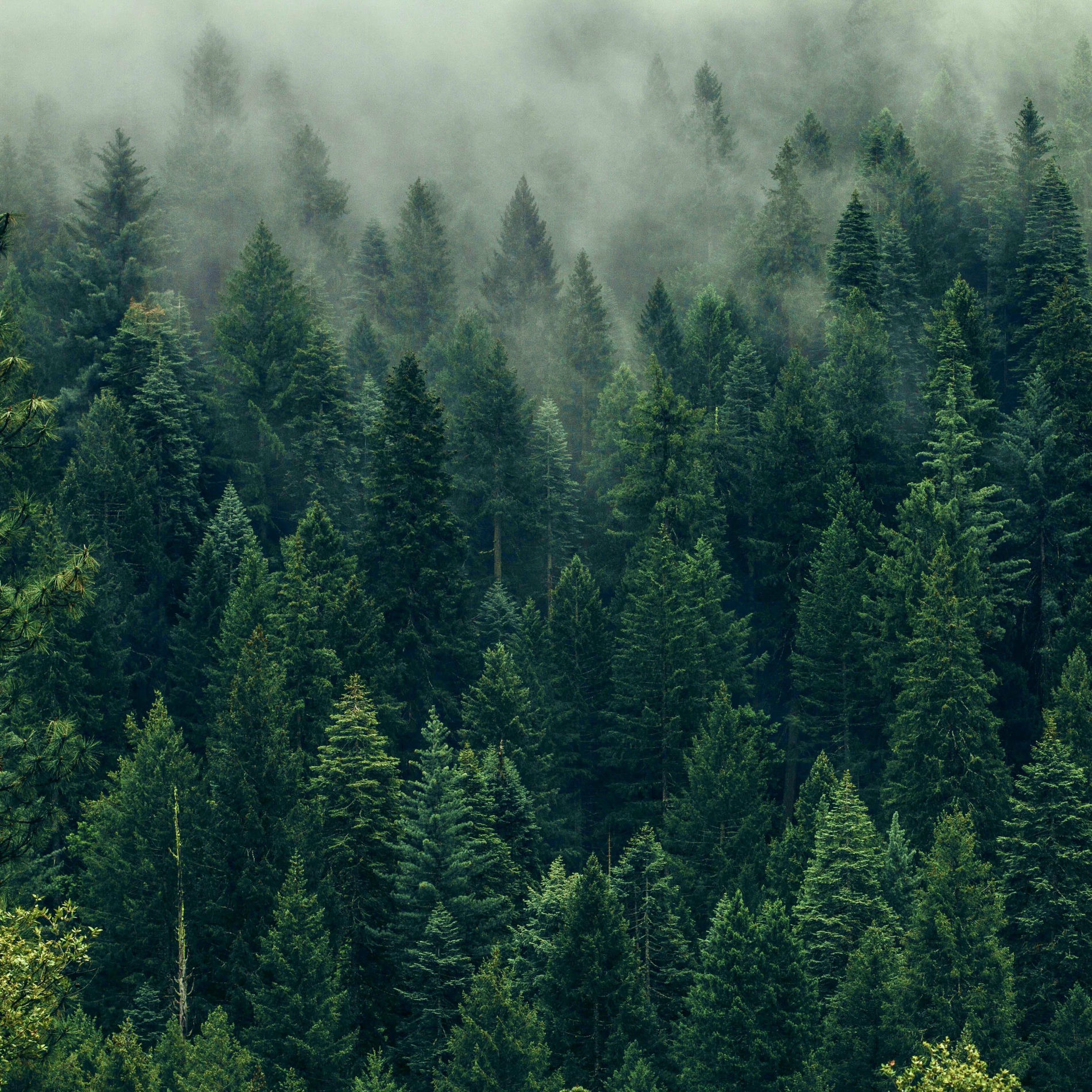 Album cover of Forest