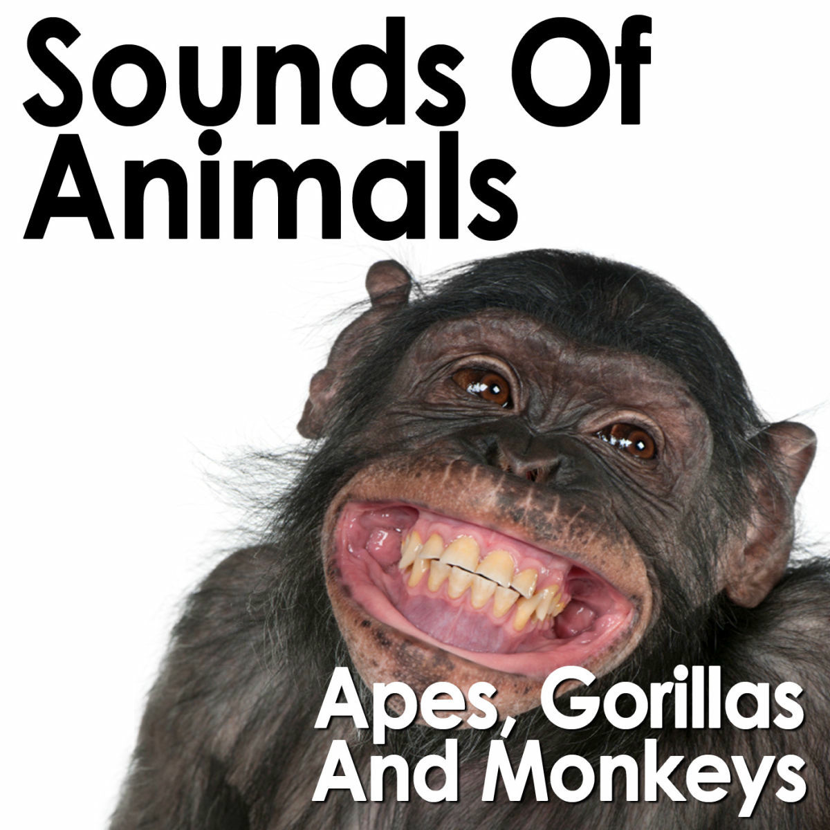 Album cover of Sounds of Animals: Apes, Gorillas and Monkeys