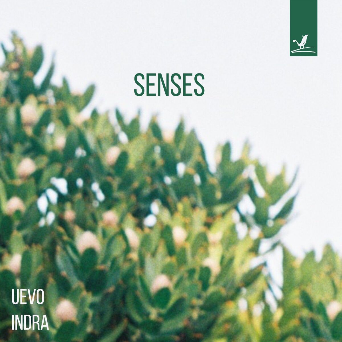 Album cover of Senses
