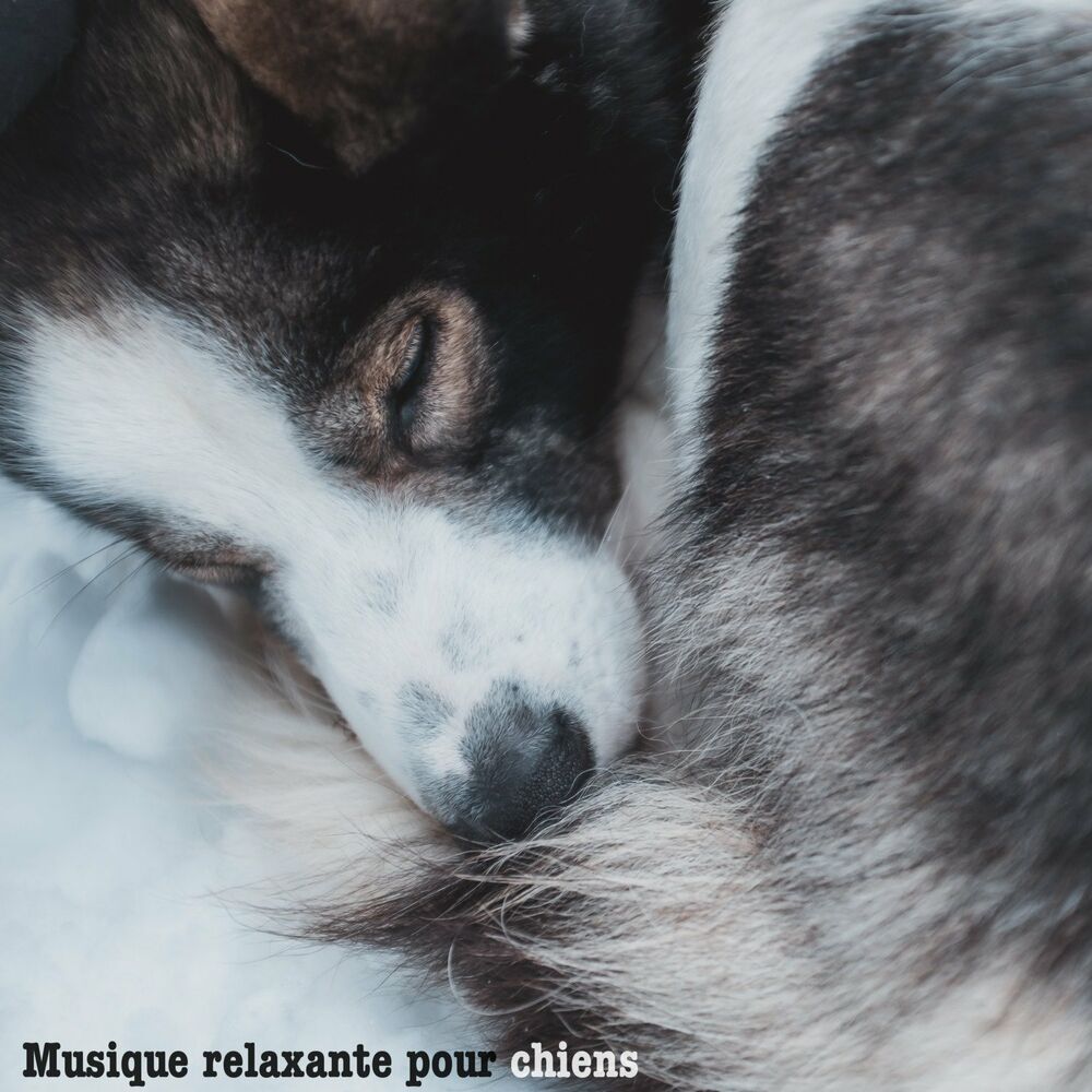 Picture of Musique relaxante pour chiens