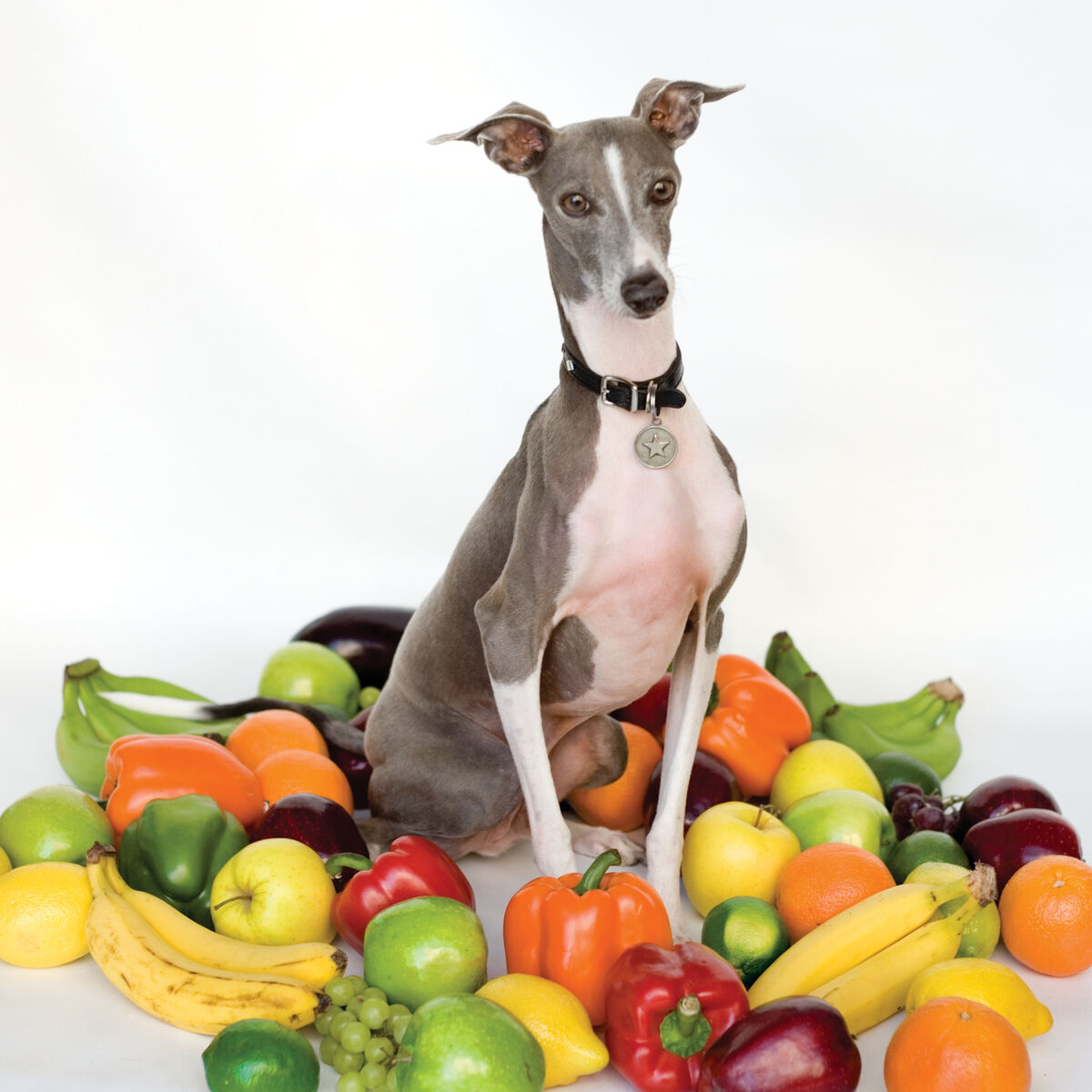 Album cover of Excellent Italian Greyhound