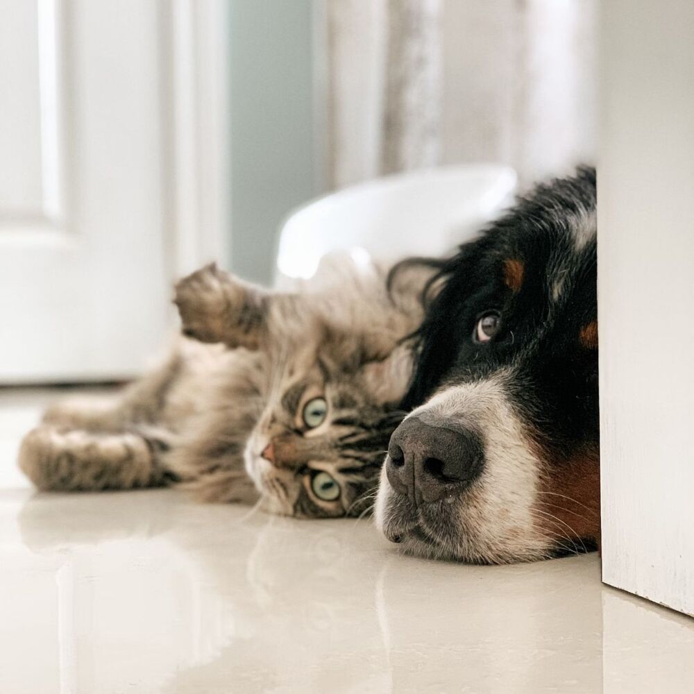 Picture of Piano Pet Tales: A Melodic Journey