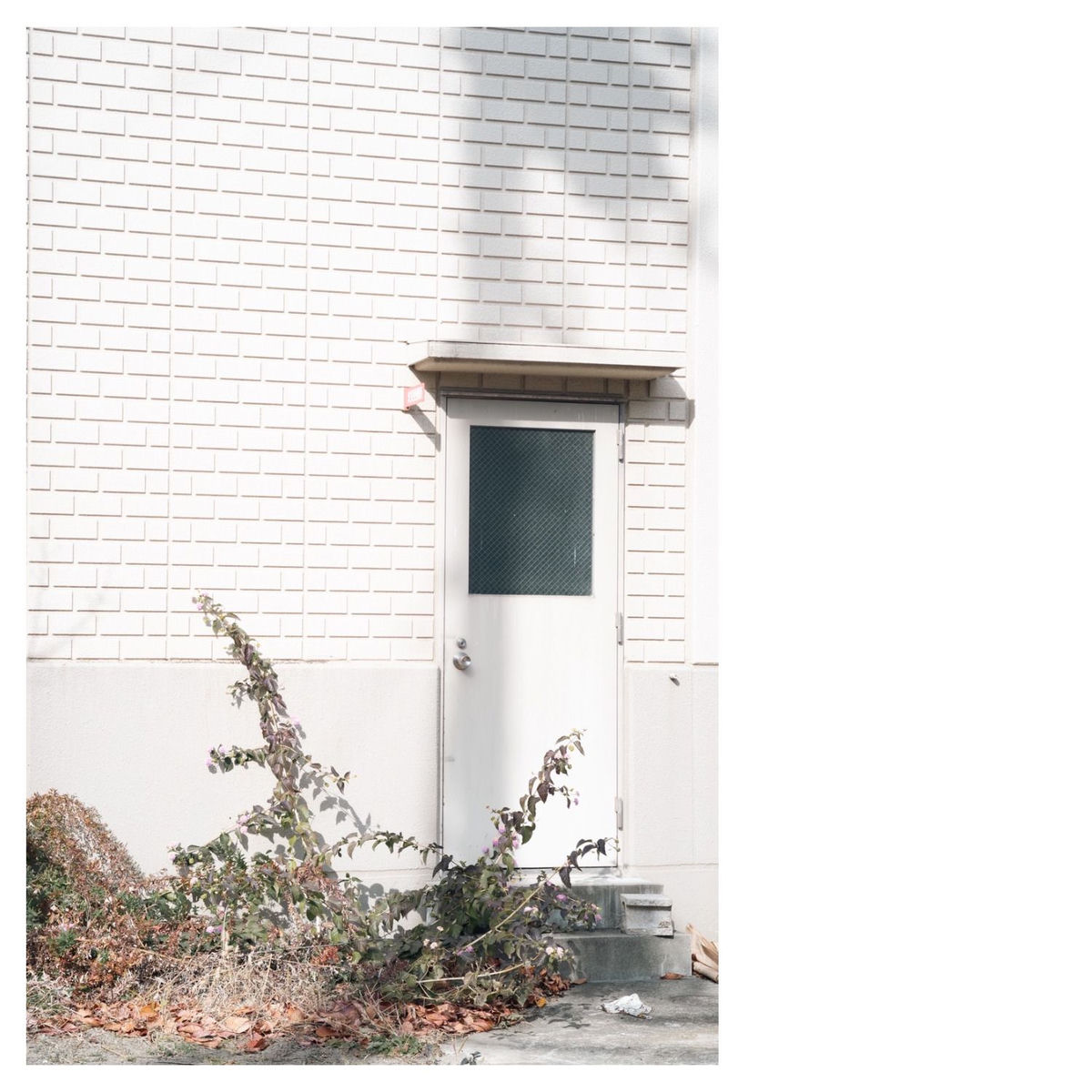 Album cover of Cedar Rose