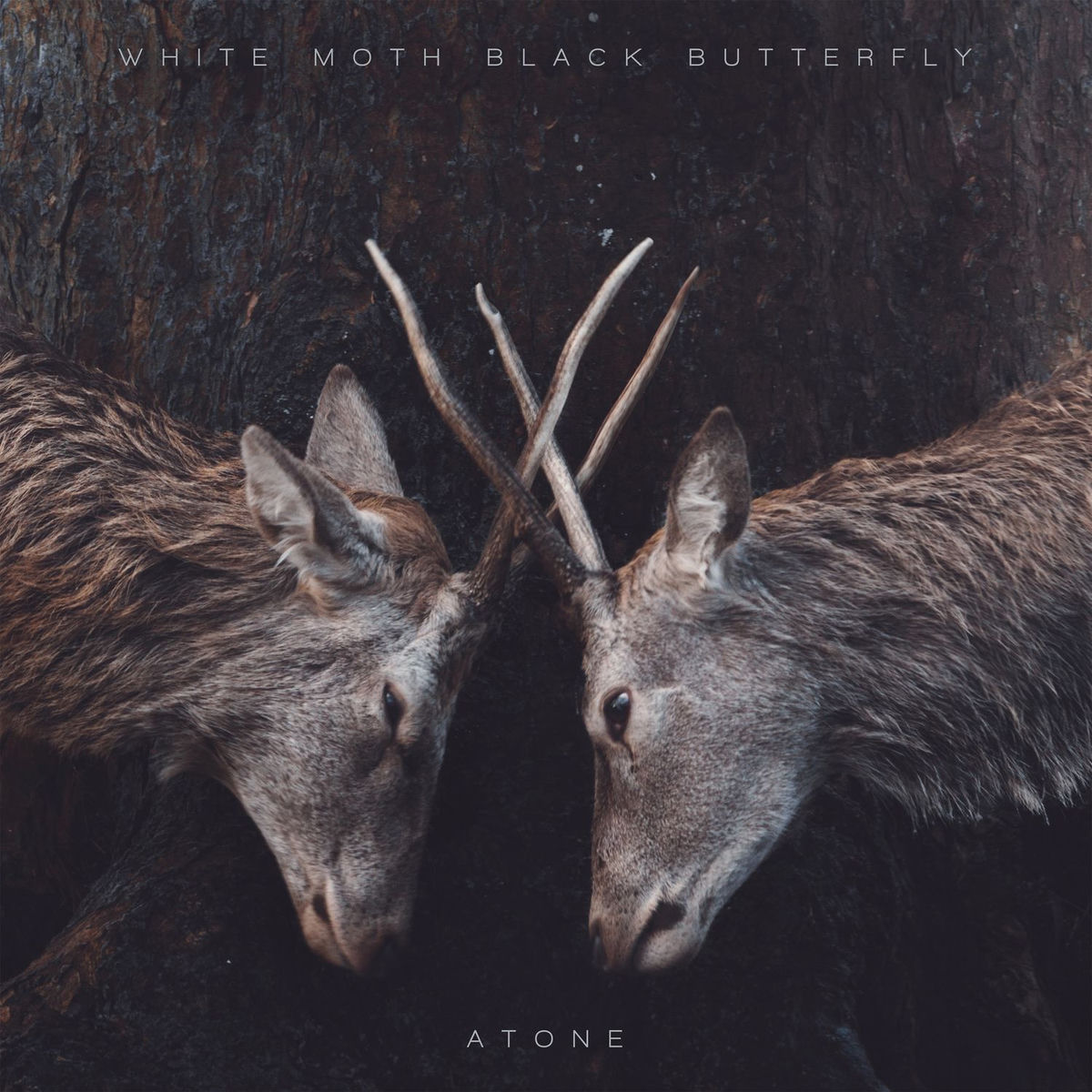 【DAI様用】WHITE MOTH BLACK BUTTERFLY / The White Moth Black Butterfly: albums, songs, concerts | Deezer