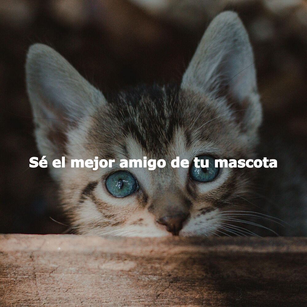 Picture of Sé el mejor amigo de tu mascota