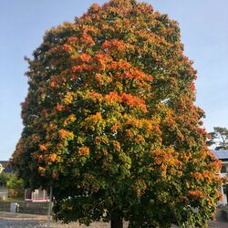 Cover of Autumn Leaves