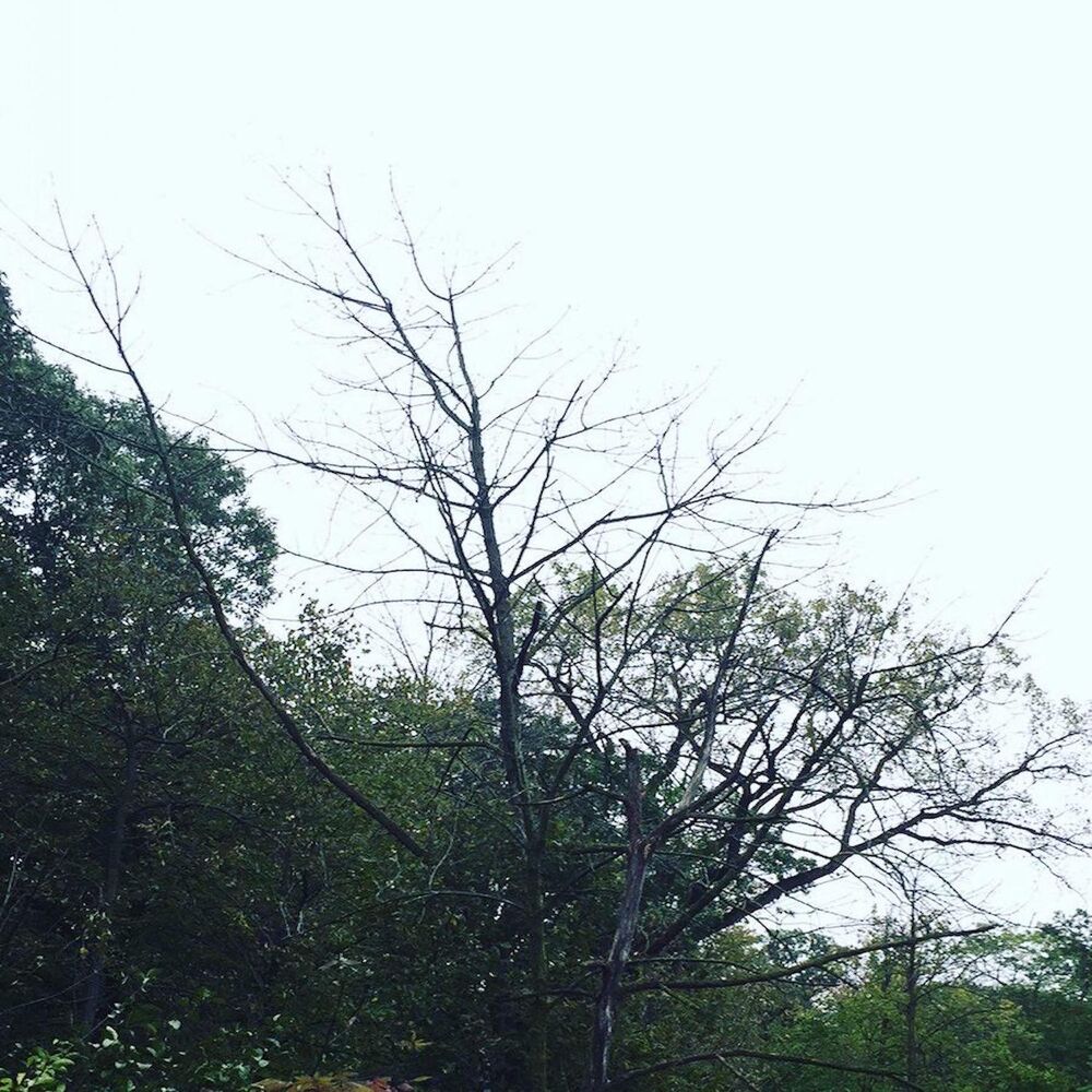 Picture of Rain