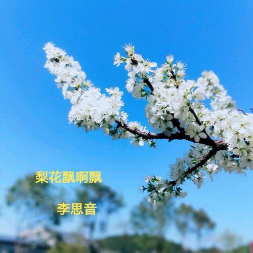 梨花飘啊飘