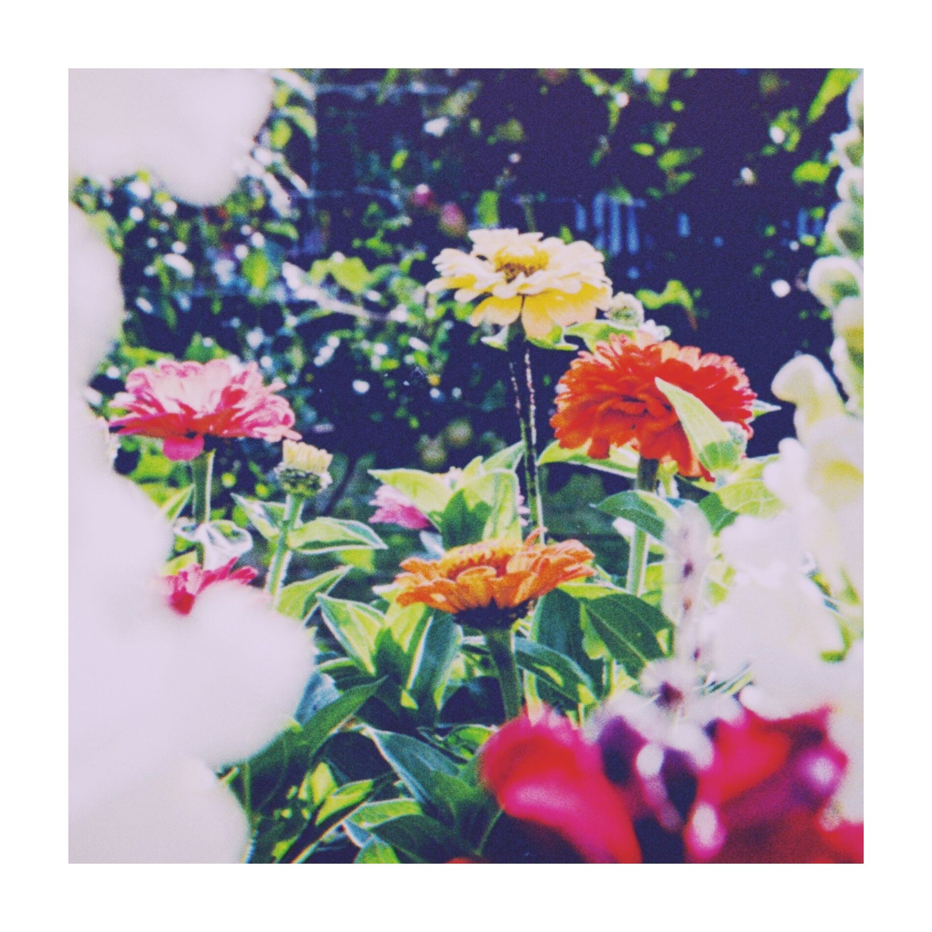 Album cover of Jaqueta