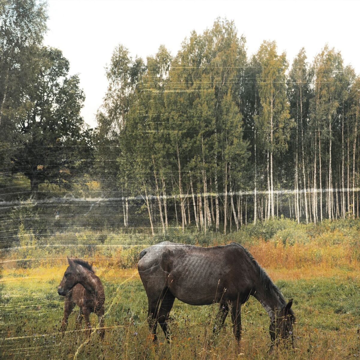 Album cover of Filial