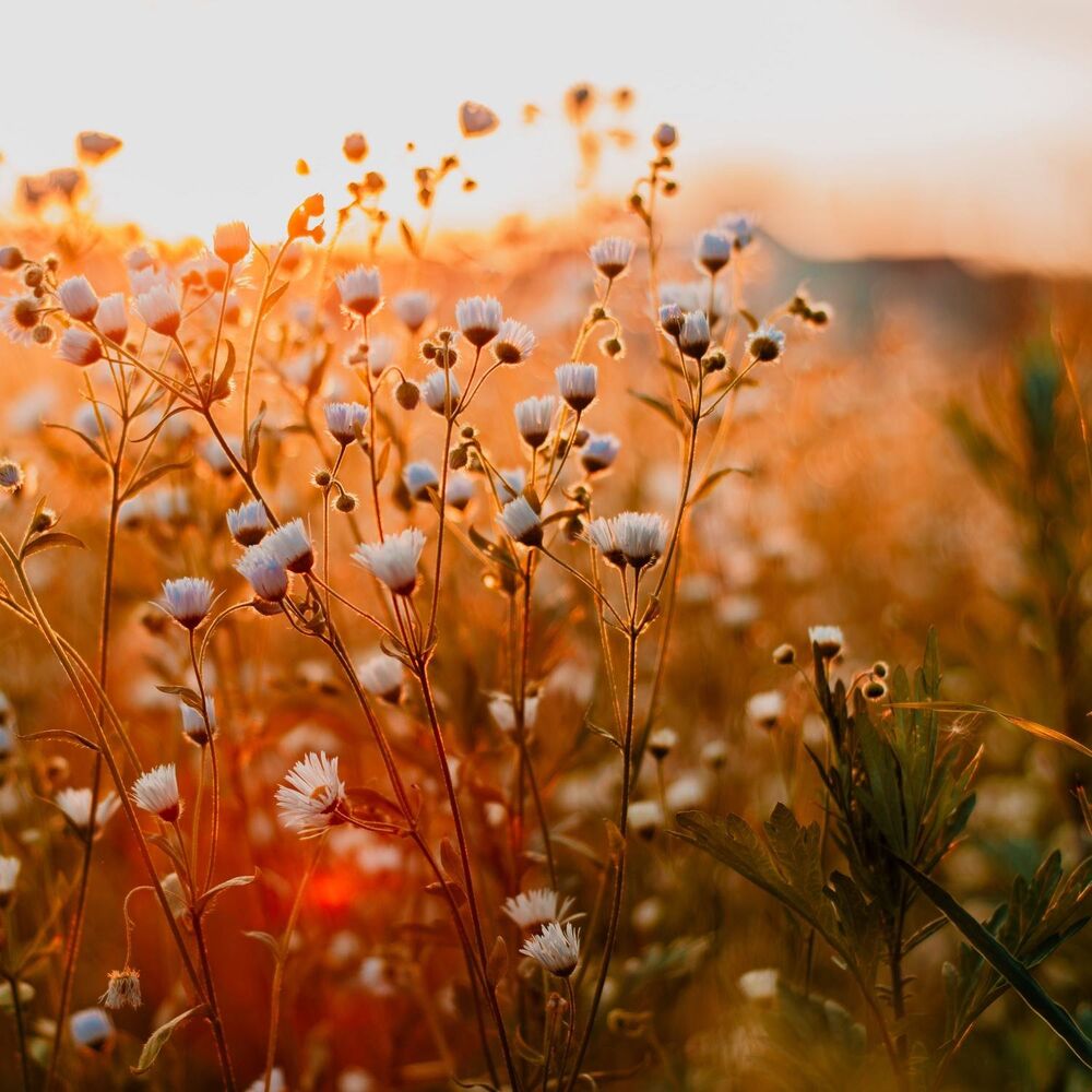 Picture of Peaceful Moments of Life