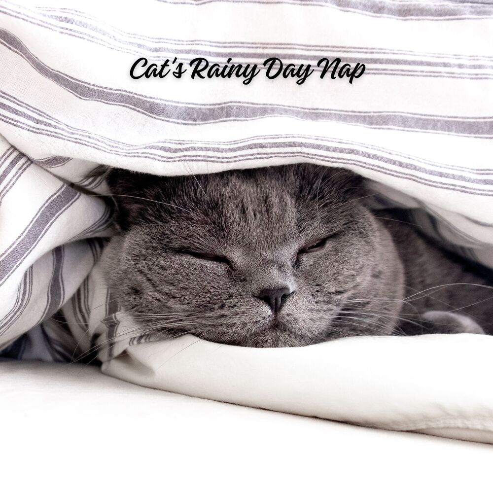 Picture of Cat's Rainy Day Nap