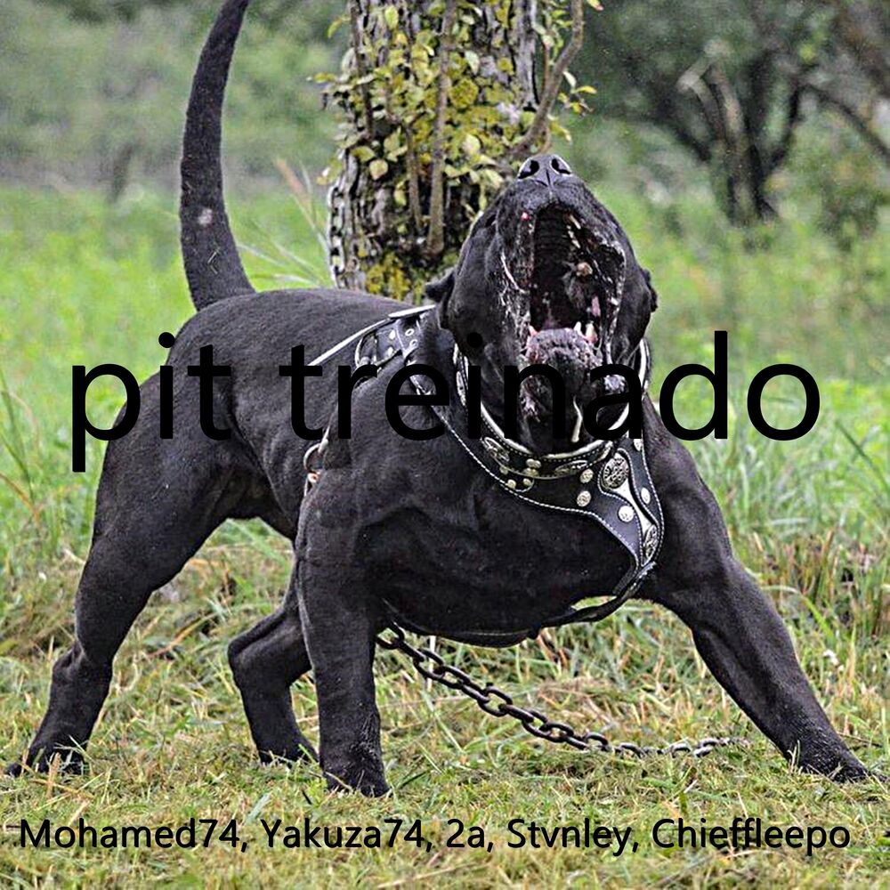 Picture of Pit Treinado