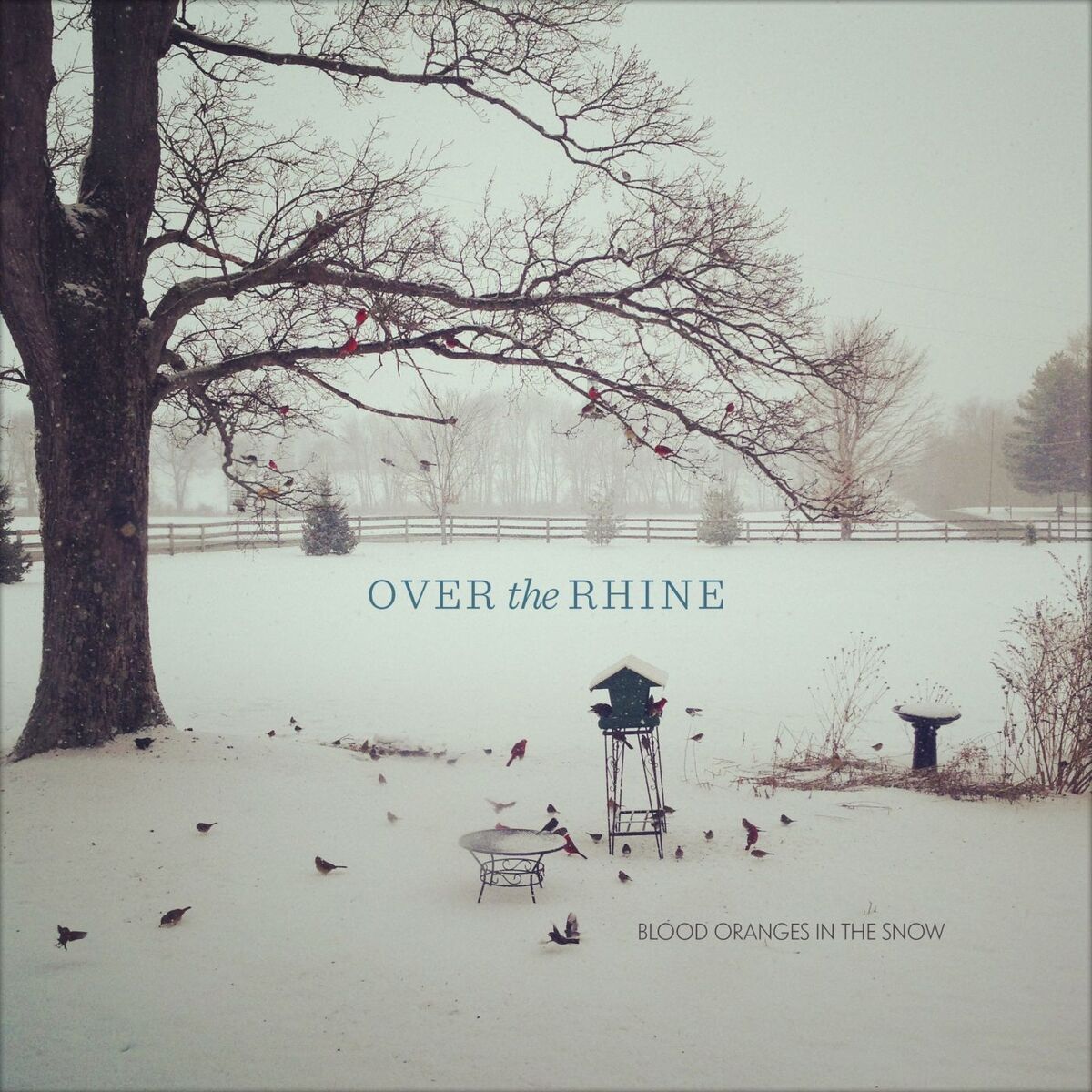 Album cover of Blood Oranges In The Snow