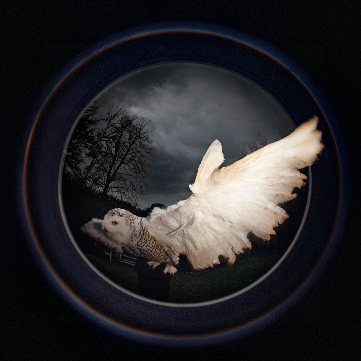Album cover of la chouette