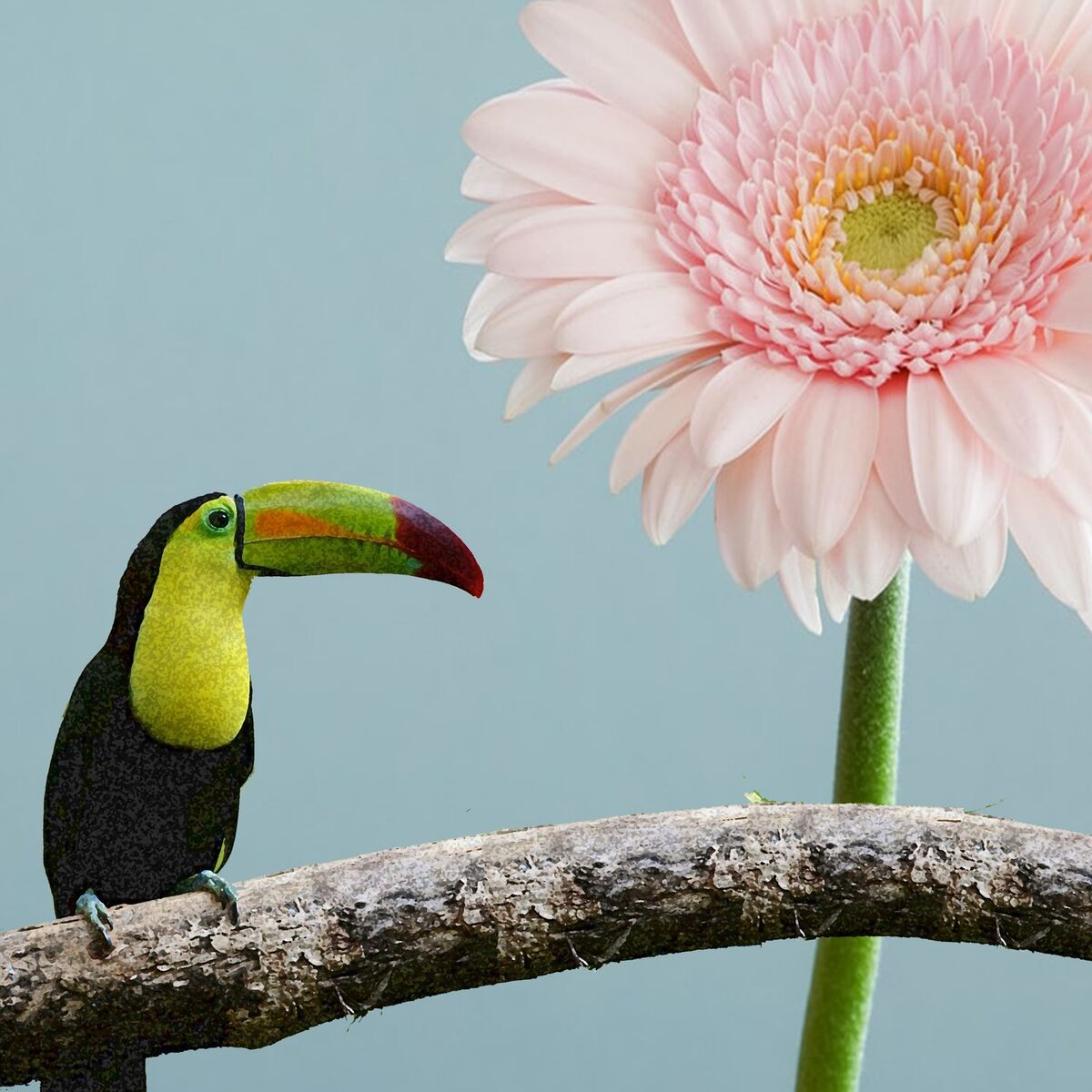 Album cover of O Tucano Alegre