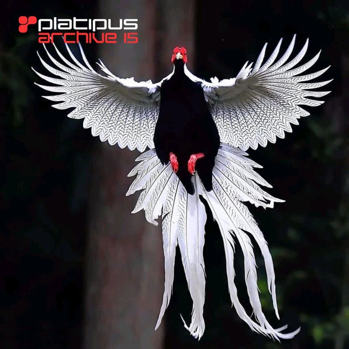 Album cover of Platipus - Archive 15