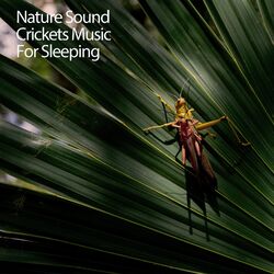 Cover of Nature Sound Crickets Music For Sleeping