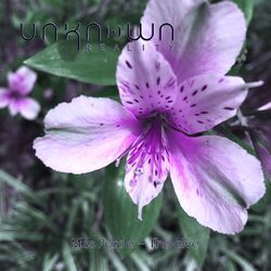 Cover of Miss Purple - The Elve