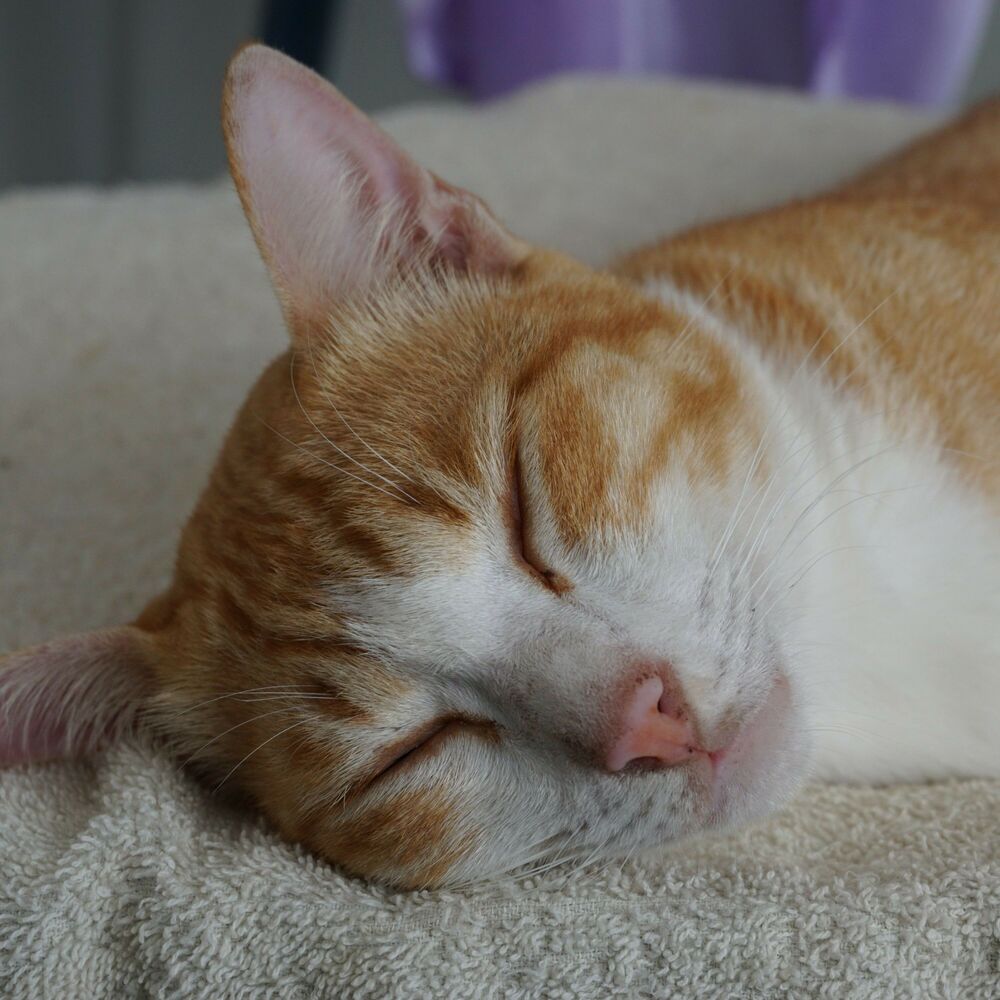Picture of Piano Purrfect Zen: Rainy Cat's Daydreams Flow