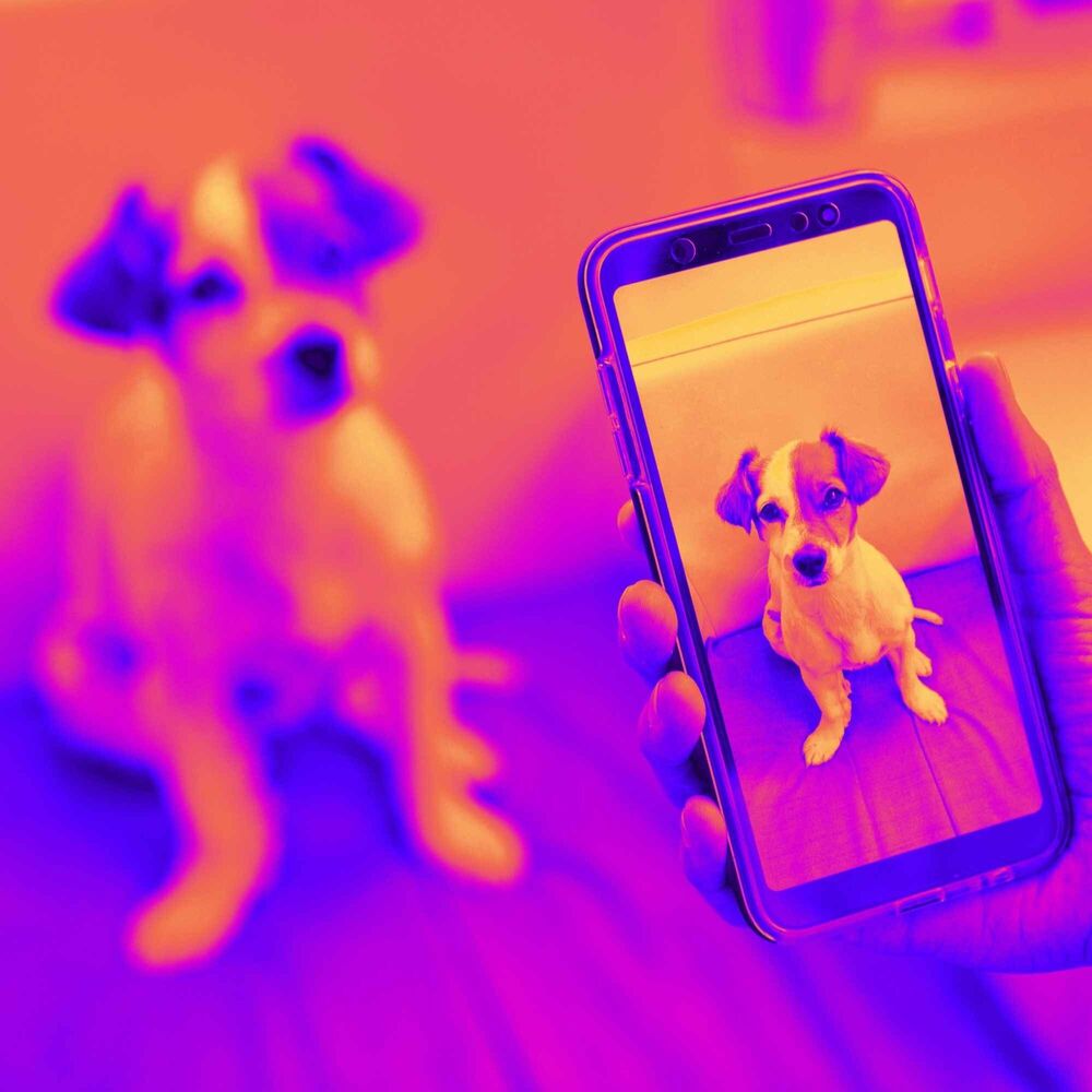 Picture of Bgm for Safe Doggies