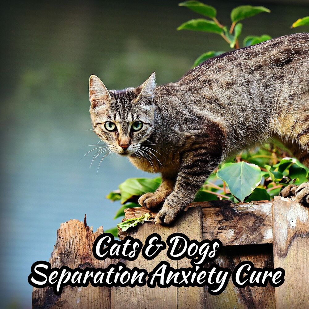 Picture of Cats & Dogs Separation Anxiety Cure