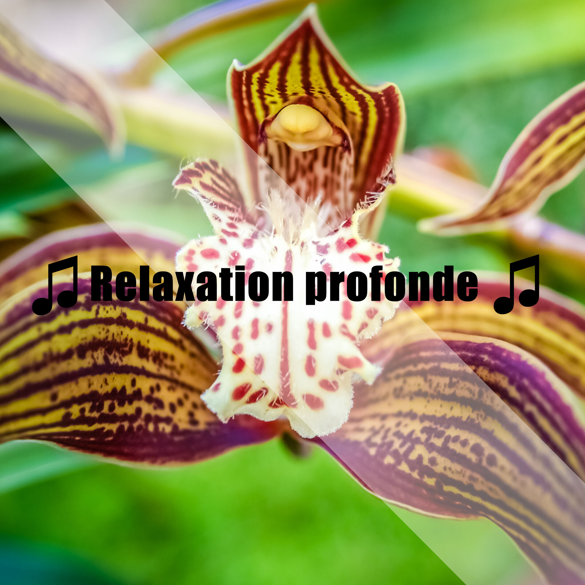 Album cover of ♫ Relaxation profonde ♫
