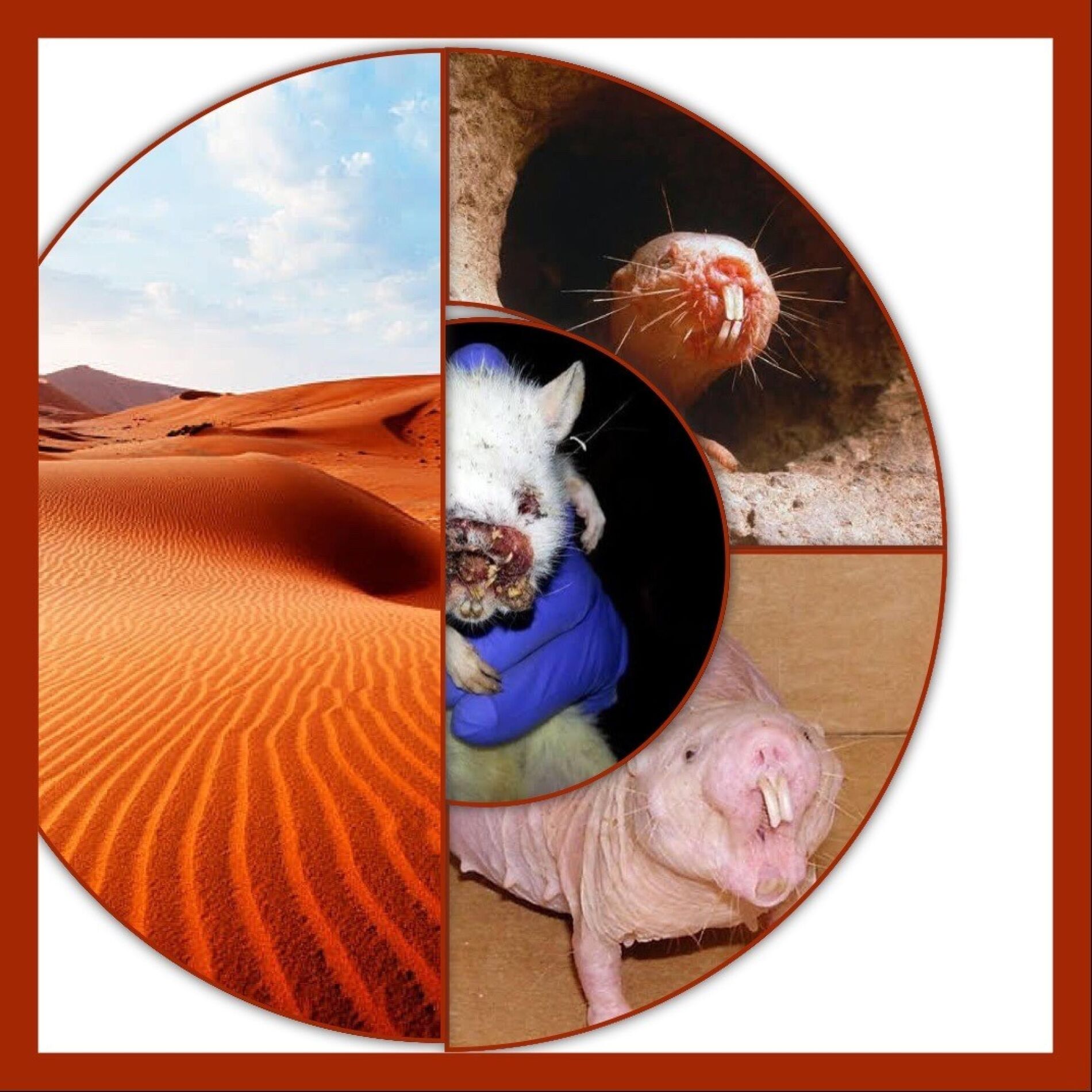 Album cover of DESERT RAT (feat. THE DESERT RAT HIMSELFSELF, THE MAP, A MIRAGE, ALADINS MAT, TUTANKHAMUN, CLEOPATRA'S SECRET SON, IMPERIAL SCUM &