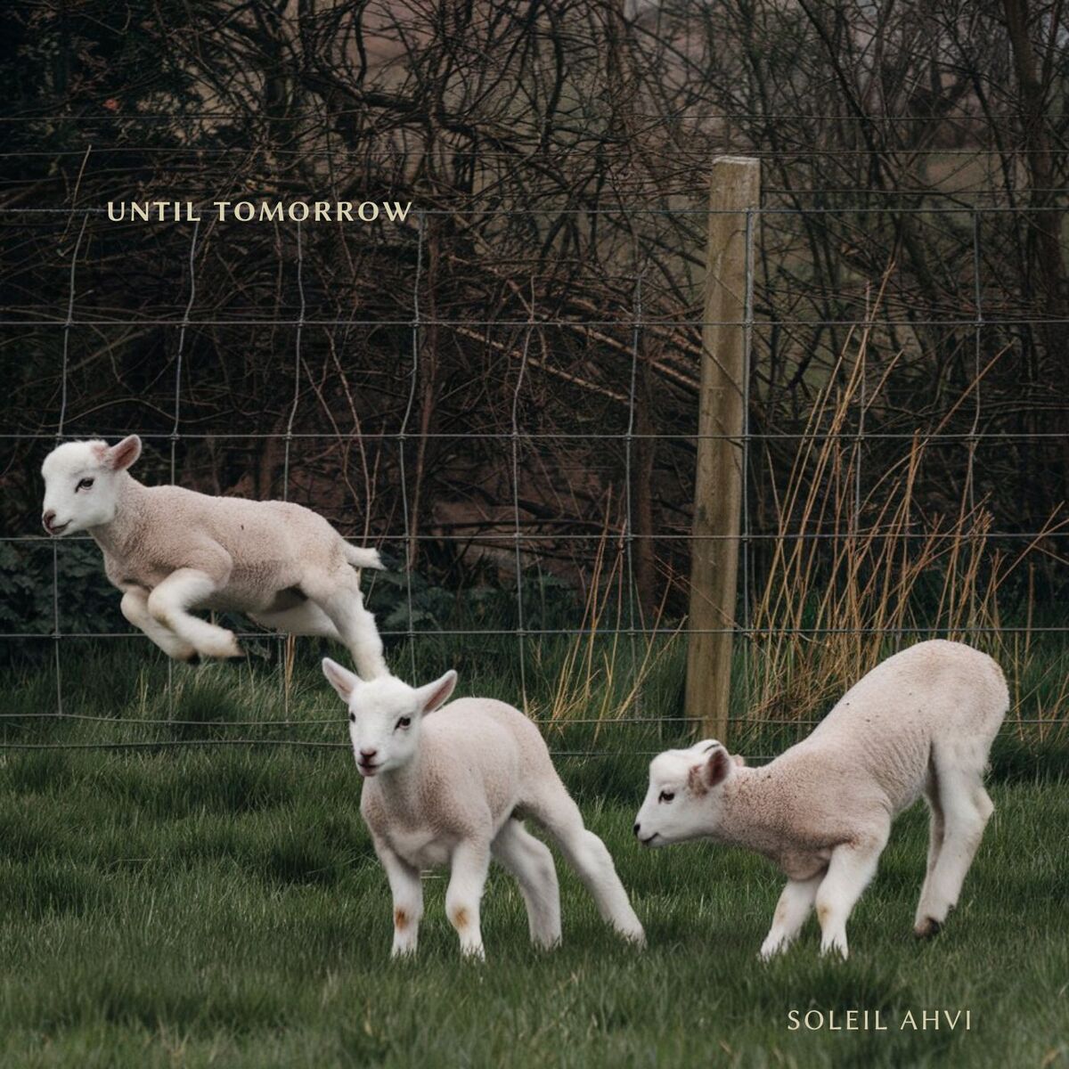 Album cover of UNTIL TOMORROW