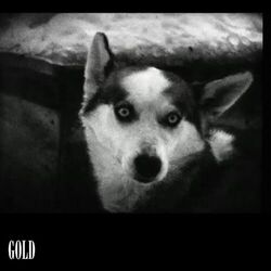 Cover of Gold