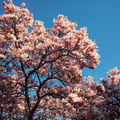 April Awakening