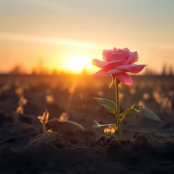 Cover of New Dawn by undefined