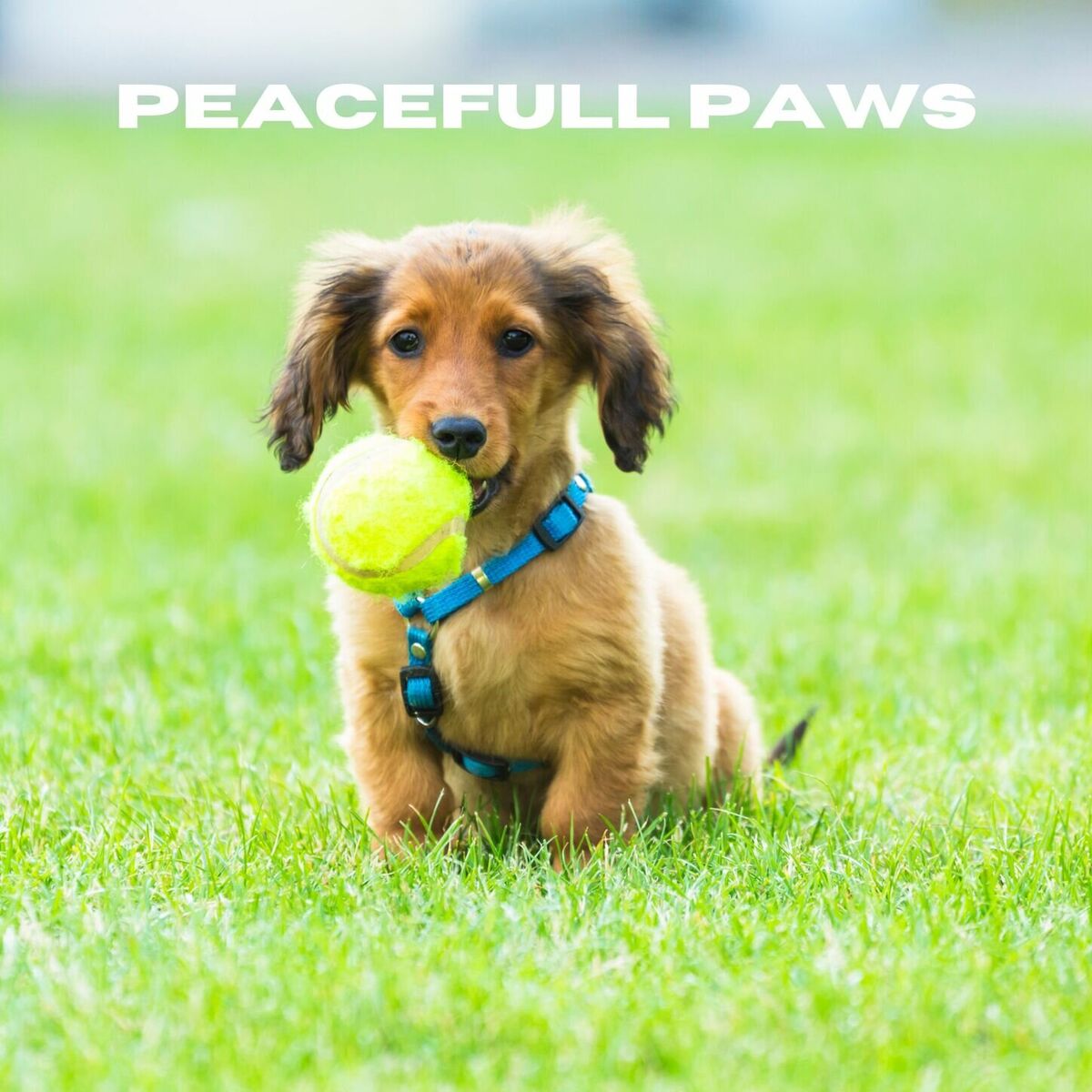 Album cover of Peaceful Paws
