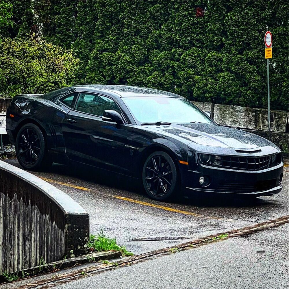 Picture of Black Beauty