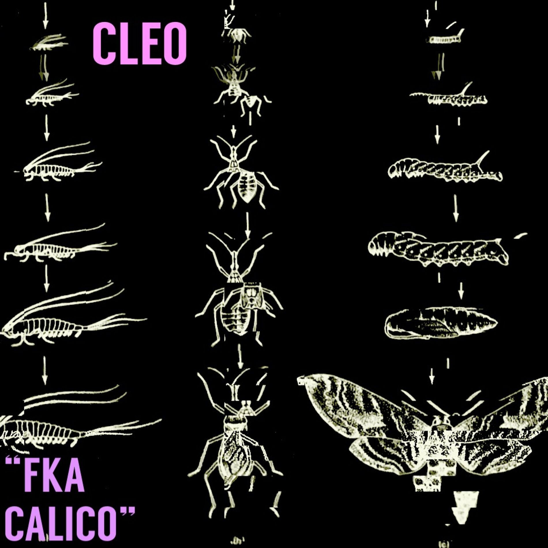 Album cover of FKA CALICO