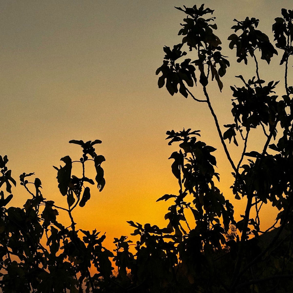 Album cover of autumn nostalgia