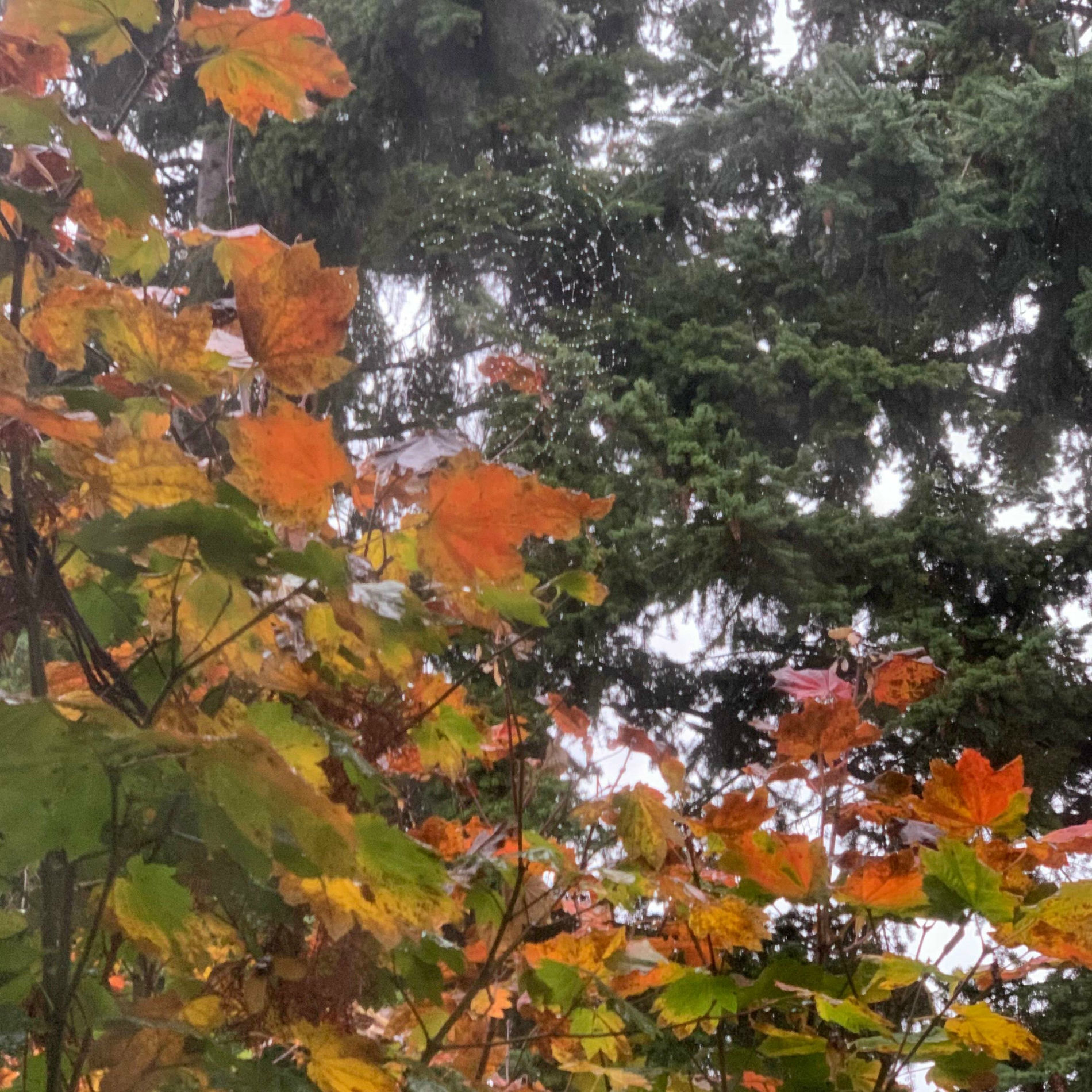 Album cover of Whispered reverie