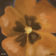 Bloom by DYVN album cover